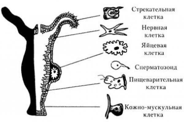 Работающий сайт кракен