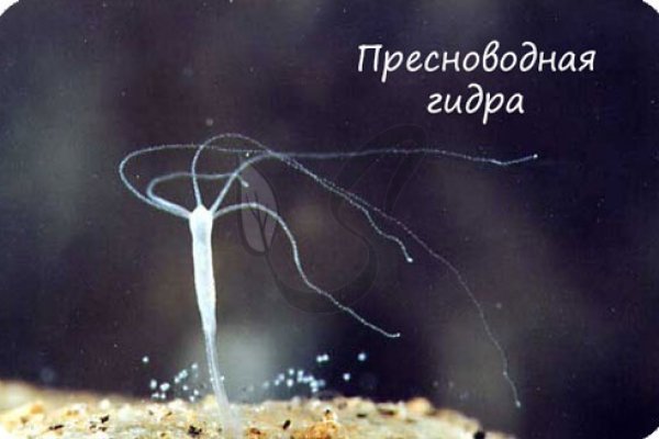 Вместо гидры