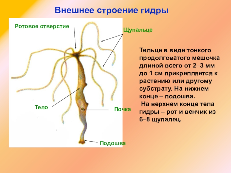 Как отличить оригинальный сайт кракена